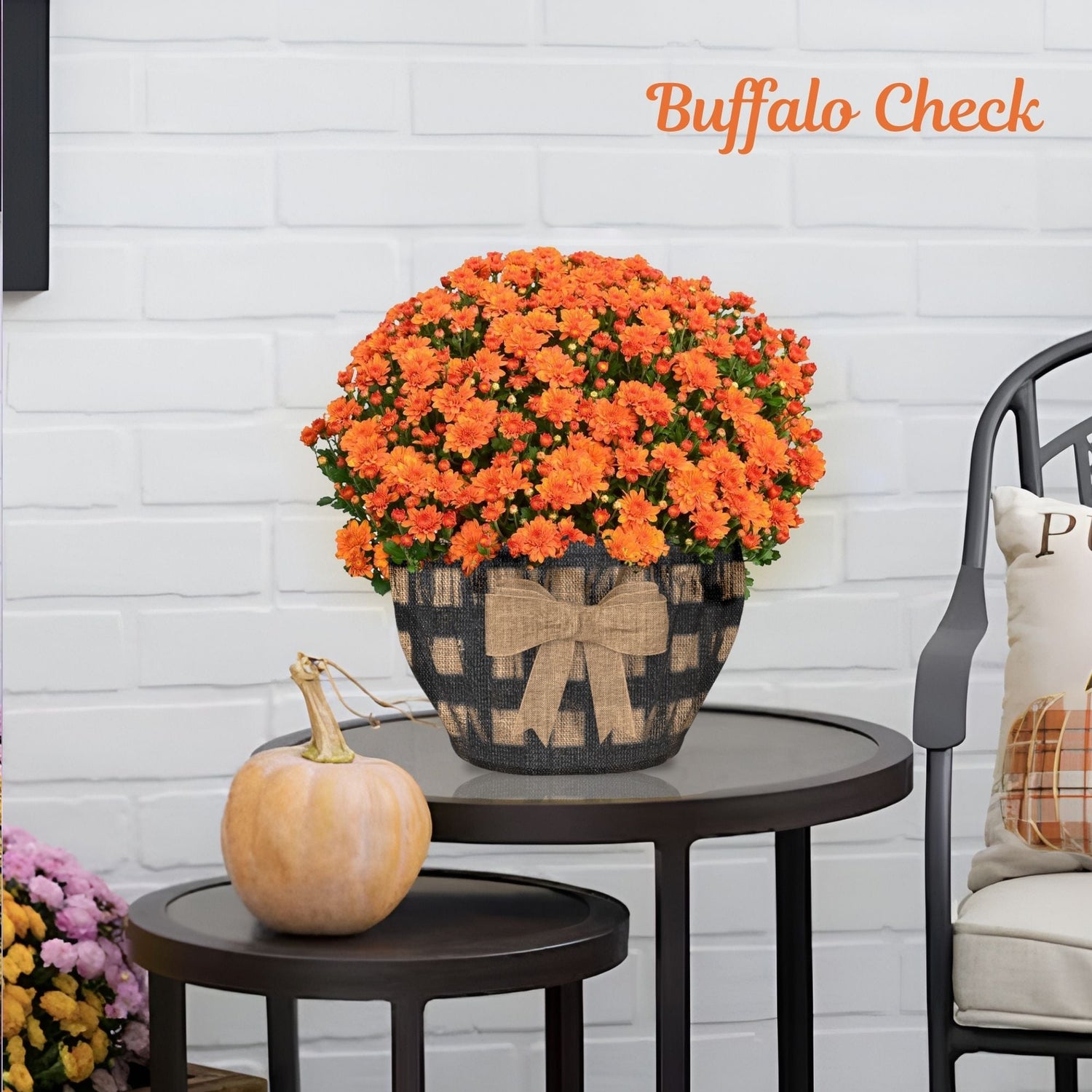 Buffalo Check